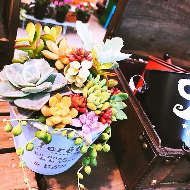 過去の多肉植物寄せ植えを….#yoshimotokajoen #吉本花城園 #フラワー